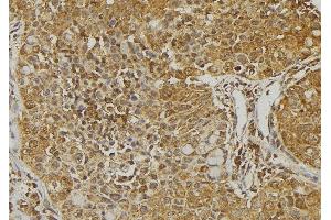 ABIN6273221 at 1/100 staining Human pancreas tissue by IHC-P. (CXCL14 Antikörper  (Internal Region))