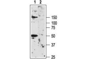 Western blot analysis of rat brain membranes:  1.