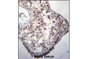 GLCCI1 Antibody (Center) (ABIN656789 and ABIN2846008) immunohistochemistry analysis in formalin fixed and paraffin embedded human testis tissue followed by peroxidase conjugation of the secondary antibody and DAB staining. (GLCCI1 Antikörper  (AA 226-255))