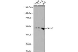 Western blot analysis of extracts of various cell lines, using SCRN3 antibody (ABIN7270176) at 1:3000 dilution.