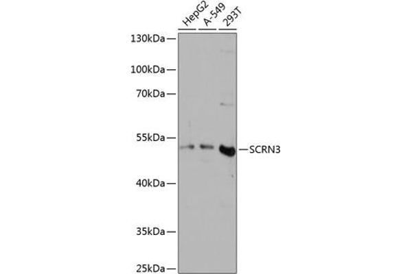 Secernin 3 抗体  (AA 100-410)