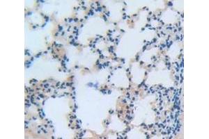 IHC-P analysis of Mouse Tissue, with DAB staining. (NCF2 Antikörper  (AA 354-525))