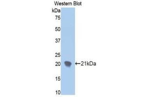 Western Blotting (WB) image for anti-Ectonucleotide Pyrophosphatase/phosphodiesterase 1 (ENPP1) (AA 625-780) antibody (ABIN1858721) (ENPP1 Antikörper  (AA 625-780))