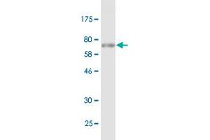 Western Blotting (WB) image for anti-Tubulin, beta 2A (TUBB2A) (AA 1-445) antibody (ABIN521143)