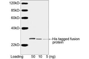 Image no. 3 for anti-His Tag (C-Term) antibody (ABIN294958) (His Tag Antikörper  (C-Term))