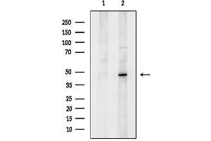 anti-Growth Factor Independent 1 (GFI1) (N-Term) antibody