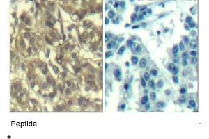 Image no. 1 for anti-Cyclin B1 (CCNB1) (Ser147) antibody (ABIN401648) (Cyclin B1 Antikörper  (Ser147))