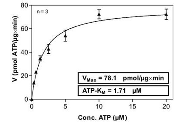 EPH Receptor B4 Protein (EPHB4) (AA 563-987) (His-GST)