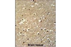 TF Antibody (C-term) (ABIN651633 and ABIN2840338) immunohistochemistry analysis in formalin fixed and paraffin embedded human brain tissue followed by peroxidase conjugation of the secondary antibody and DAB staining.