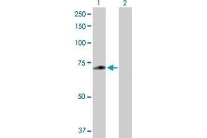 Western Blot analysis of ZNF567 expression in transfected 293T cell line by ZNF567 MaxPab polyclonal antibody. (ZNF567 Antikörper  (AA 1-616))