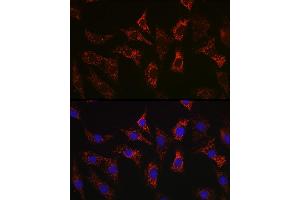 Immunofluorescence analysis of NIH-3T3 cells using Bax Rabbit mAb  at dilution of 1:100 (40x lens). (BAX Antikörper)