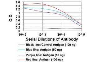 ELISA analysis of MSTN monoclonal antibody, clone 6E4B2  at 1:10000 dilution.