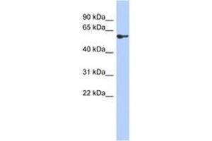 Image no. 1 for anti-Zinc Finger Protein 165 (ZNF165) (AA 287-336) antibody (ABIN6742595) (ZNF165 Antikörper  (AA 287-336))