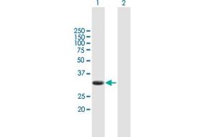 Western Blot analysis of PIM2 expression in transfected 293T cell line by PIM2 MaxPab polyclonal antibody. (PIM2 Antikörper  (AA 1-311))