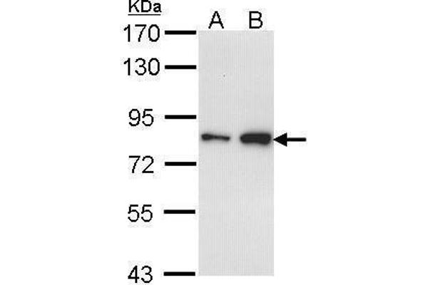 CTDP1 抗体  (N-Term)