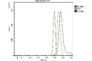 Flow Cytometry analysis of PC-3 cells using anti-TCPTP/PTPN2 antibody (ABIN7599167).