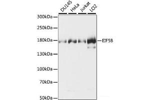 Western blot analysis of extracts of various cell lines using EIF5B Polyclonal Antibody.