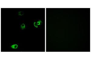Immunofluorescence (IF) image for anti-Dopamine Receptor D4 (DRD4) (C-Term) antibody (ABIN1852847) (DRD4 Antikörper  (C-Term))