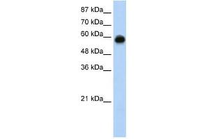 KEAP1 antibody used at 0. (KEAP1 Antikörper  (C-Term))