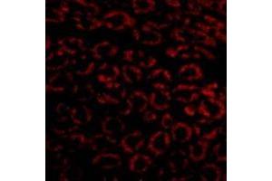 Immunofluorescence in mouse kidney cells using Nephrin Antibody at 10 µg/ml. (Nephrin Antikörper  (C-Term))