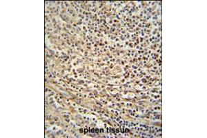 GSDMC antibody immunohistochemistry analysis in formalin fixed and paraffin embedded human spleen tissue followed by peroxidase conjugation of the secondary antibody and DAB staining. (MLZE Antikörper  (AA 218-246))