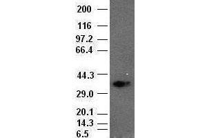 Goosecoid antibody (1D7) at1:1000 dilution + lysates from HEK-293T cells transfected with human Gooscoid expression vector (GSC Antikörper  (AA 107-257))