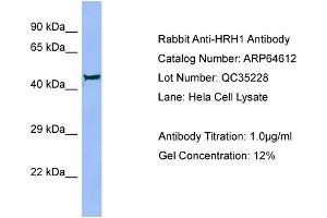 Western Blotting (WB) image for anti-Histamine Receptor H1 (HRH1) (Middle Region) antibody (ABIN2789899) (HRH1 Antikörper  (Middle Region))