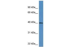 Western Blotting (WB) image for anti-ATPase Family, AAA Domain Containing 1 (ATAD1) (C-Term) antibody (ABIN2788535) (ATAD1 Antikörper  (C-Term))