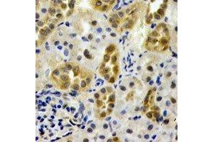 Immunohistochemical analysis of AHCYL1 staining in rat kidney formalin fixed paraffin embedded tissue section.