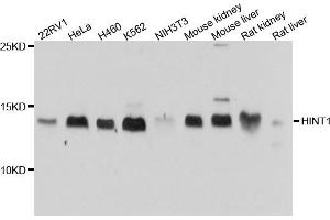 Western blot analysis of extract of various cells, using HINT1 antibody.