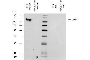 Western bloting analysis of human CD34 using mouse monoclonal antibody 4H11[APG] on lysates of TF-1 cell line and HEK293T/17 cell line (CD34 non-expressing cell line, negative control) under non-reducing and reducing conditions. (CD34 Antikörper)