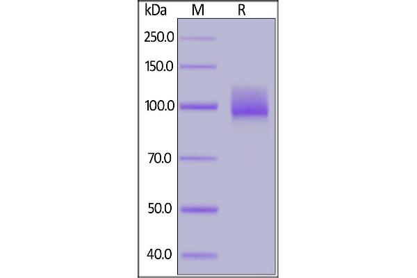 ACE2 Protein (His tag,AVI tag,Biotin)