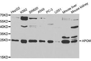 Western Blotting (WB) image for anti-Apolipoprotein M (APOM) antibody (ABIN1876524)