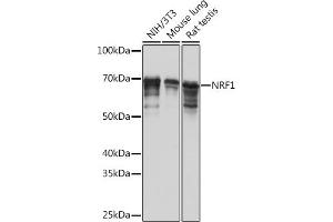 Western blot analysis of extracts of various cell lines, using NRF1 Rabbit mAb (ABIN7269022) at 1:1000 dilution. (NRF1 Antikörper)