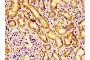 Immunohistochemistry of paraffin-embedded human kidney tissue using ABIN7145263 at dilution of 1:100 (BCAM Antikörper  (AA 447-547))