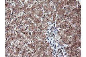 Image no. 1 for anti-Ret Finger Protein-Like 3 (RFPL3) antibody (ABIN1500675) (RFPL3 Antikörper)