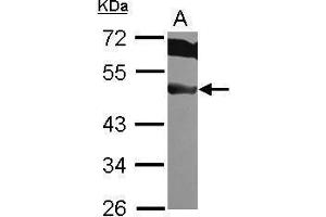 WB Image Sample (30 ug of whole cell lysate) A: HeLa 10% SDS PAGE antibody diluted at 1:1000