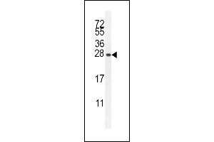 IRGM Antibody (C-term) (ABIN655080 and ABIN2844712) western blot analysis in HepG2 cell line lysates (35 μg/lane). (IRGM Antikörper  (C-Term))