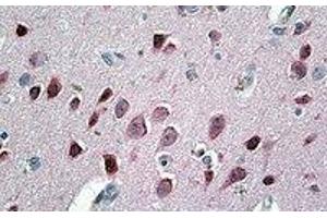 Immunohistochemistry (IHC) image for anti-Neurogranin (NRGN) (Internal Region) antibody (ABIN2464335) (Neurogranin Antikörper  (Internal Region))