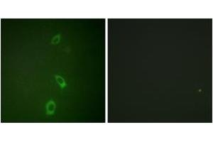 Immunofluorescence (IF) image for anti-Potassium Inwardly-Rectifying Channel, Subfamily J, Member 1 (KCNJ1) (AA 11-60) antibody (ABIN2888901) (KCNJ1 Antikörper  (AA 11-60))
