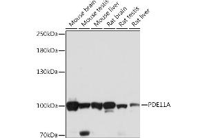 Western blot analysis of extracts of various cell lines, using PDE11A Rabbit pAb (ABIN7269298) at 1:1000 dilution. (PDE11A Antikörper  (AA 712-933))
