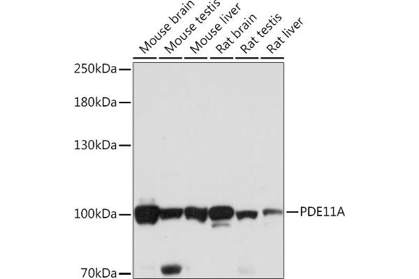 PDE11A Antikörper  (AA 712-933)