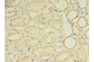 Immunohistochemistry of paraffin-embedded human kidney tissue using ABIN7142399 at dilution of 1:100 (MRPL33 Antikörper  (AA 1-65))
