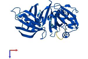 PBLD1 Protein (AA 1-288) (His tag)