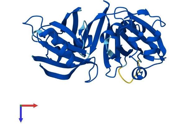 PBLD1 Protein (AA 1-288) (His tag)