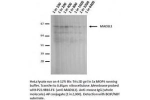 Image no. 1 for anti-MAD1 Mitotic Arrest Deficient-Like 1 (MAD1L1) antibody (ABIN341033) (MAD1L1 Antikörper)