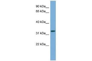 ATG3 antibody used at 0. (ATG3 Antikörper  (Middle Region))