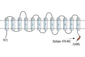 anti-Solute Carrier Family 17 (Acidic Sugar Transporter), Member 5 (SLC17A5) (AA 479-492), (C-Term), (Intracellular) antibody
