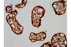IHC image of ABIN7153231 diluted at 1:400 and staining in paraffin-embedded human placenta tissue performed on a Leica BondTM system. (FKRP Antikörper  (AA 28-140))