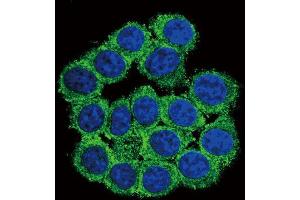 Immunofluorescence (IF) image for anti-CUB and Zona Pellucida-Like Domains 1 (CUZD1) antibody (ABIN2996044) (CUZD1 Antikörper)